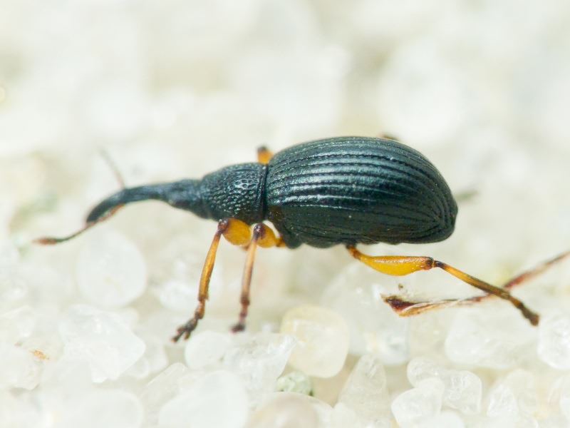 Apionidae Schönherr, 1823